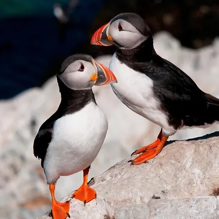 Rooftop View * Vardø